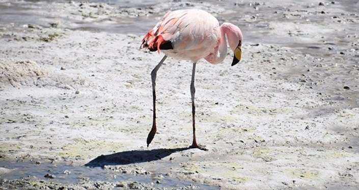 گرفتار شدن پرندگان مهاجر در دریاچه ارومیه به علت افزایش شوری آب