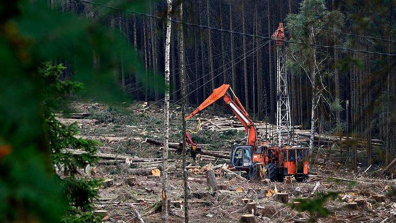 تعهد کشورها به توقف جنگل‌زدایی تا سال ۲۰۳۰