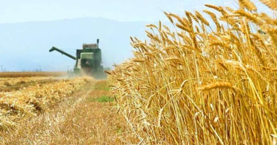 ایران با کمبود گندم در سال جاری روبروست