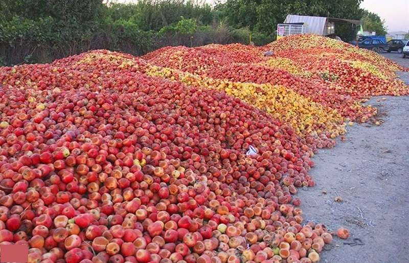 نابودی سیب باغداران آذربایجان؛ نماینده ارومیه خواستار تشکیل «کمیته ویژه سیب» شد