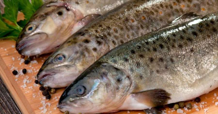 ماهی قزل‌آلا در ایران رکورد گرانی را نصیب خود کرد
