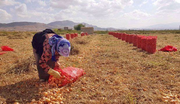 60 هزار تن پیاز روی دست کشاورزان بناب مانده است