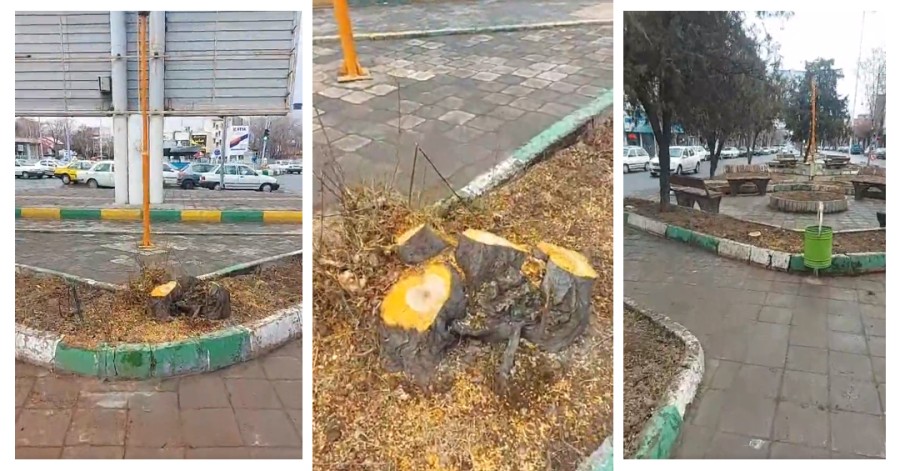 قتل درختان به بهانه هرس درختان اینبار در خوی - ویدئو