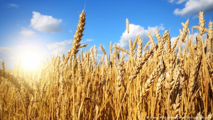 پیامدهای توقف صادرات غلات از روسیه و اوکراین