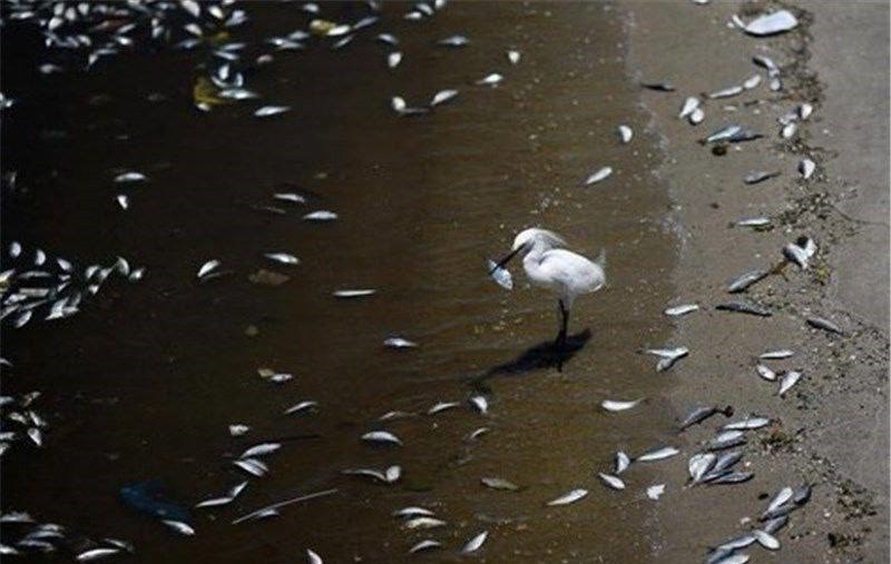 مرگ ماهی‌ها؛ نوک کوه یخِ آلودگی سد گولابیر زنجان