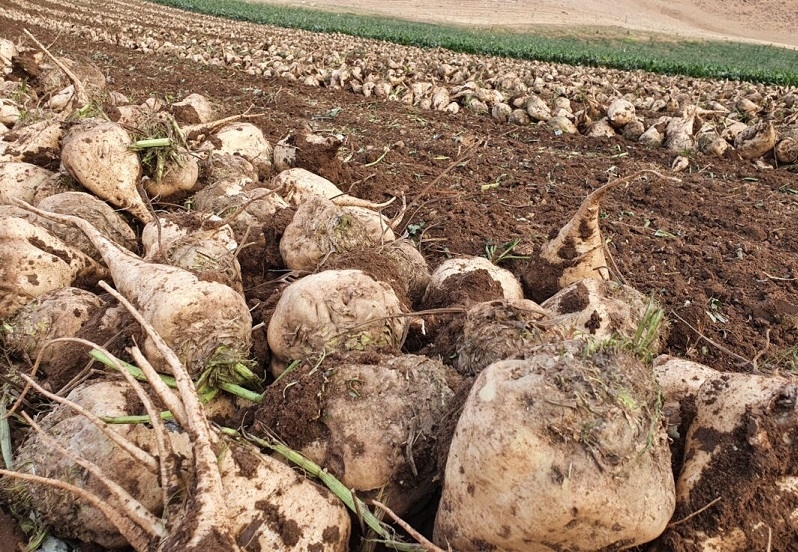 Urmu gölünün quruma səbəblərindən biri də şəkər çuğundurudur