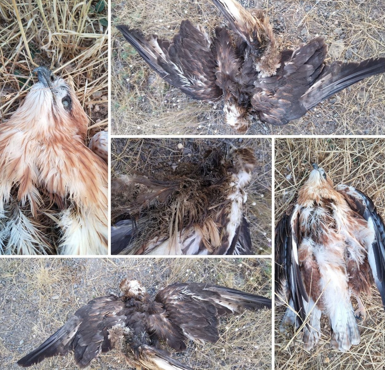مرگ مشکوک پرندگان شکاری در مزارع کلیبر