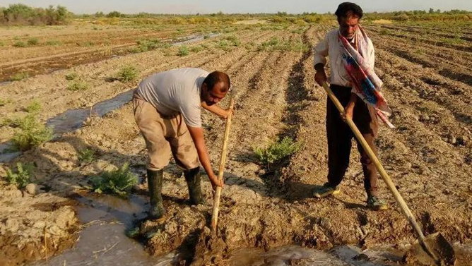 İran kənd təsərrüfatı çöküş yolunda; düyü və buğda böhranı dərinləşir