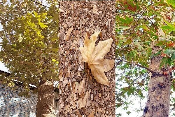 Təbrizdəki ağaclardan sonra Urmuda da ağaclar quruyur