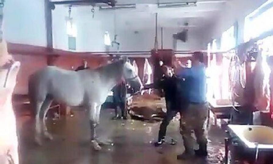 "Kolbasa və sosis istehsalında at və eşşək ətindən istifadə edilir"-İran Baytarlıq Təşkilatının sədri